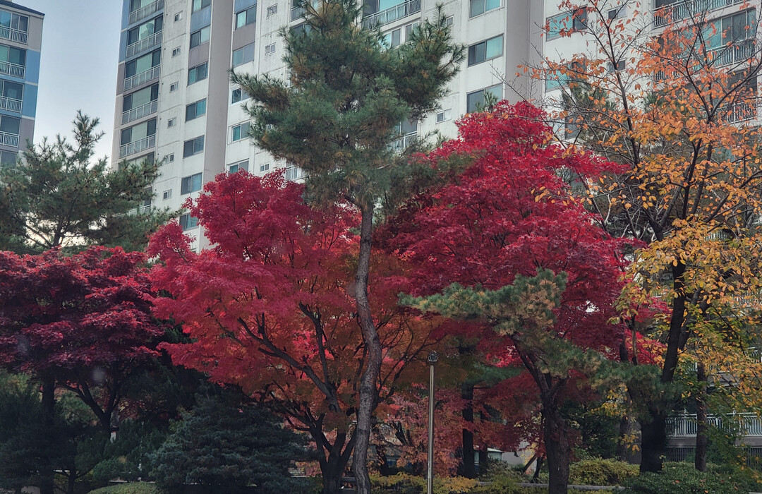 아파트 단지 물들인 단풍…가을 정취 가득