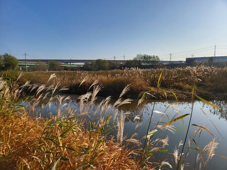 강매석교의 늦가을