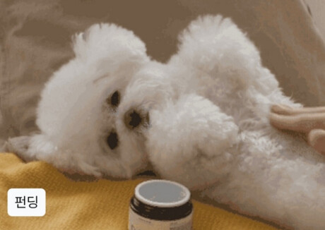 펫 수분크림, 저자극 보습·피부장벽 강화 기능 큰 호응